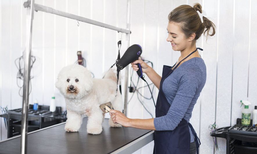 H&P Mobile Dog Grooming Miami