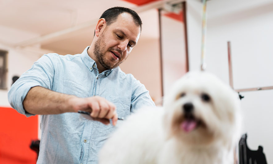 Convenient and Safe: Mobile Dog Grooming Miami for In-Home Pet Care